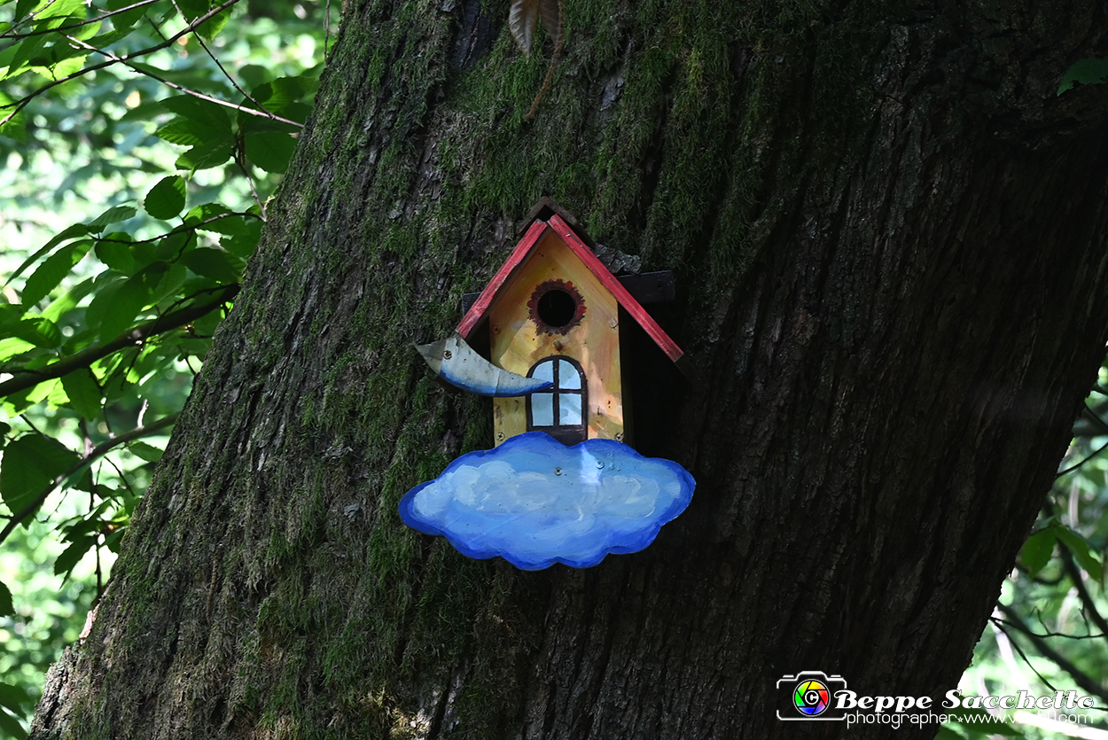 VBS_4663 - Il bosco fatato - Montaldo Roero.jpg